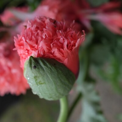 Pavot Double Rose : variété annuelle aux fleurs doubles de couleur rose, portant de nombreux pétales en Frou-Frou. Semences reproductibles.