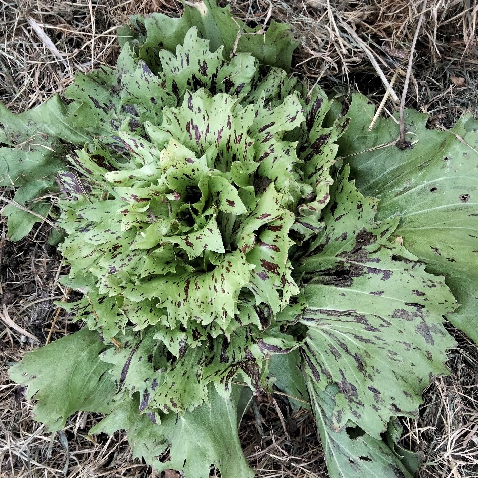 Chicorée Variegata di Castelfranco Bio