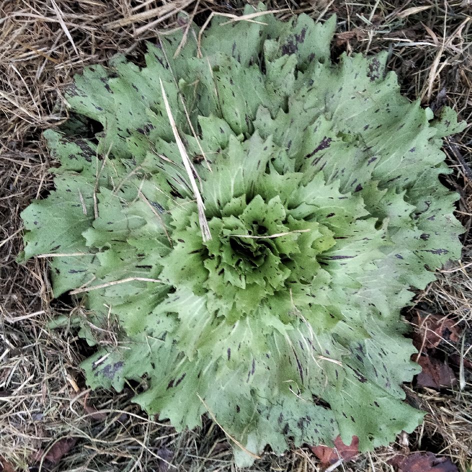 2023-chicorée di castelfranco-V-bio-boiteagraines (3)_WEB Chicorée Variegata di Castelfranco : une salade italienne unique, tendre et croquante, aux feuilles panachées douce-amères, idéale pour l’hiver.