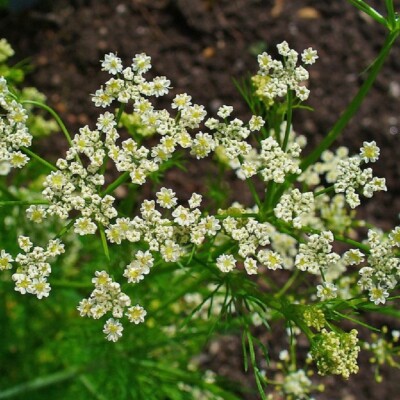 cumin des prés (carvi) : plante condimentaire réputée pour aider à la digestion. Semences reproductibles.