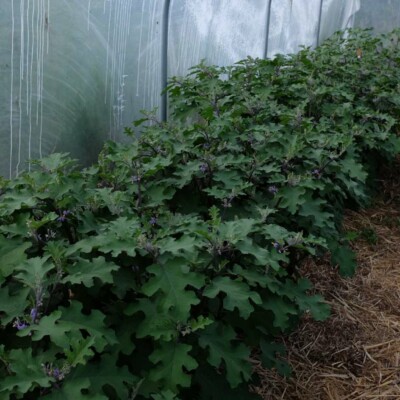 aubergine Noon Ta Klong Pea, variété thaïlandaise aux petits fruits ronds, idéale pour currys et plats asiatiques. Semences reproductibles.