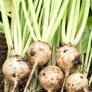 Betterave Albina Veredun