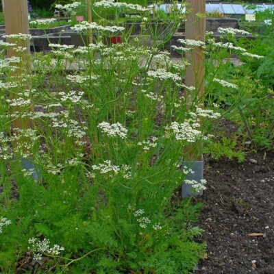 cumin des prés (carvi) : plante condimentaire réputée pour aider à la digestion. Semences reproductibles.