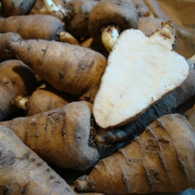 cerfeuil tubéreux : racine fine et parfumée, saveur douce rappelant la châtaigne. Culture potagère originale. Semences reproductibles.