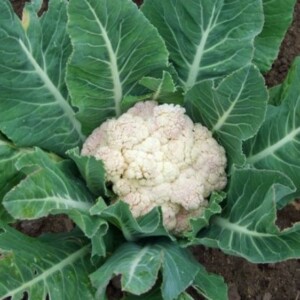 Chou Fleur NeckarPerle