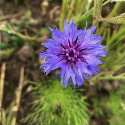 Bleuet en mélange : fleurs en mélange de couleur rose, bleu, blanche. Plante très mellifère. fleurs comestibles.