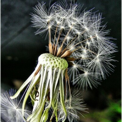 Pissenlit sauvage bio : Donne une bonne salade vigoureuse en début de printemps. Peut être blanchie et forcée.