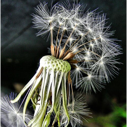 Pissenlit sauvage bio : Donne une bonne salade vigoureuse en début de printemps. Peut être blanchie et forcée.