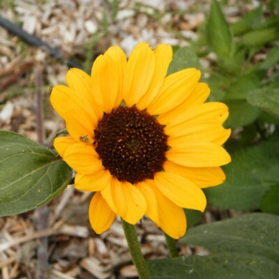 tournesol Soraya : variété vigoureuse aux grandes fleurs jaune vif. Idéale pour le jardin, la coupe florale et les pollinisateurs.