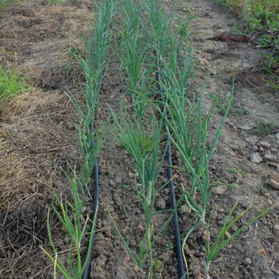 échalion Cuisse de Poulet, variété ancienne idéale pour une culture simple et des saveurs authentiques