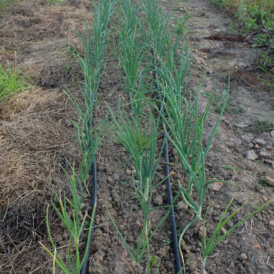 Oignon Cuisse de Poulet du Poitou-bio-vincent2024 (1)_WEB échalion Cuisse de Poulet, variété ancienne idéale pour une culture simple et des saveurs authentiques