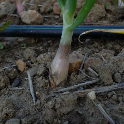 échalion Cuisse de Poulet, variété ancienne idéale pour une culture simple et des saveurs authentiques
