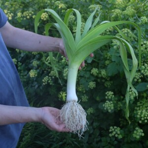 Poireau Jaune Gros du Poitou Bio - 2 grammes