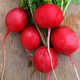 Radis rond rouge Sora (2) Radis rond rouge Sora