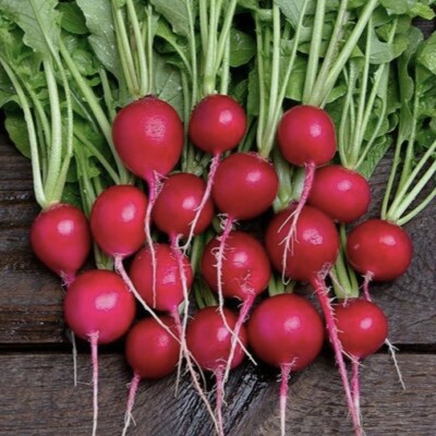 Radis rond rouge Sora
