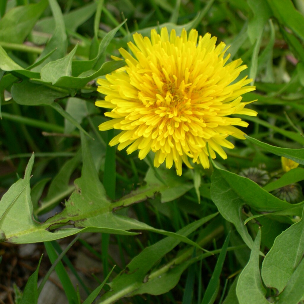 Pissenlit Sauvage Bio