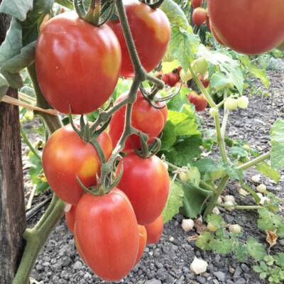 fruits rouges sur pied de la tomate Olirose de St Domingue