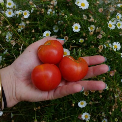 tomate Stick : variété originale à port dressé, feuilles en pompom, fruits rouges, ronds avec une bonne saveur. Semences reproductibles.