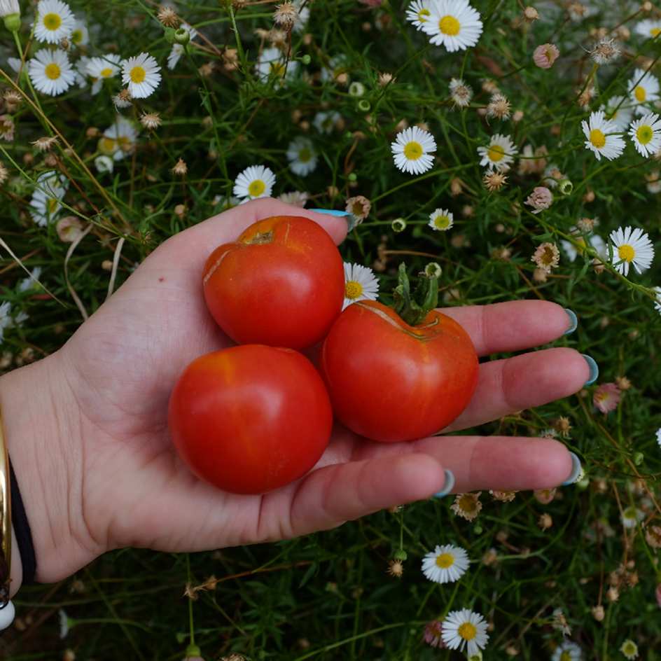 tomate Stick : variété originale à port dressé, feuilles en pompom, fruits rouges, ronds avec une bonne saveur. Semences reproductibles.