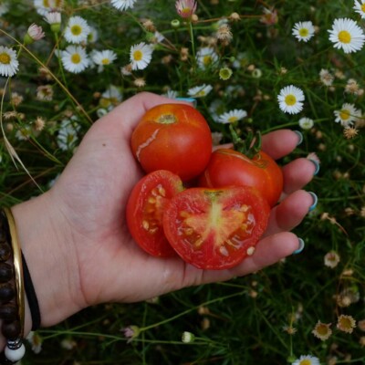 tomate Stick : variété originale à port dressé, feuilles en pompom, fruits rouges, ronds avec une bonne saveur. Semences reproductibles.