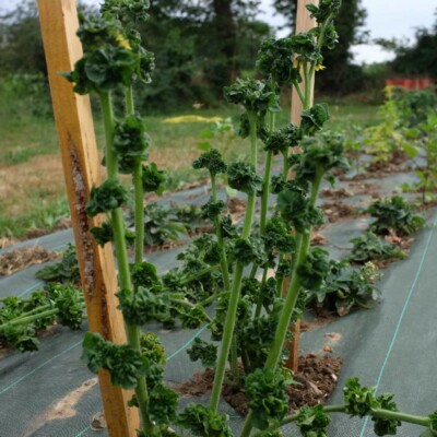 tomate Stick : variété originale à port dressé, feuilles en pompom, fruits rouges, ronds avec une bonne saveur. Semences reproductibles.
