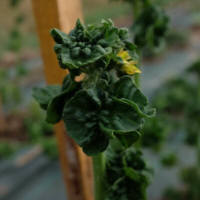 tomate Stick : variété originale à port dressé, feuilles en pompom, fruits rouges, ronds avec une bonne saveur. Semences reproductibles.