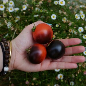 tomate Tartufo : Variété de type cerise donnant des fruits "bleus". Goût doux et sucré. Semences reproductibles.