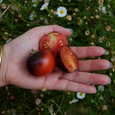 tomate Tartufo : Variété de type cerise donnant des fruits 