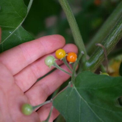 aubergine Noon Ta Klong Pea, variété thaïlandaise aux petits fruits ronds, idéale pour currys et plats asiatiques. Semences reproductibles.
