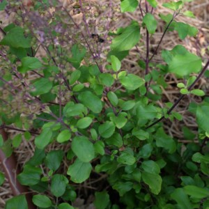Le basilic Sacré Amma se consomme pour ses vertus médicinales en infusion. Les feuilles sont ronde à ovales, les tiges assez frêles. Ce cultivar provient d’un sachet d’infusion acheté à l’ashram d’Amma, en Inde.