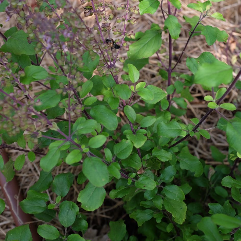 Basilic sacré Amma Bio