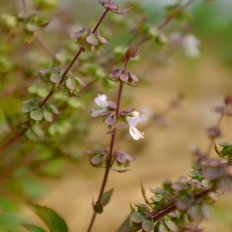 basilic thai siam queen-bio-boiteagraines (6)_WEB Le basilic Thaï Siam Queen est très utilisé en Asie. Contraste de couleur magnifique. Les feuilles dégagent une odeur épicé de Cannelle et anis.