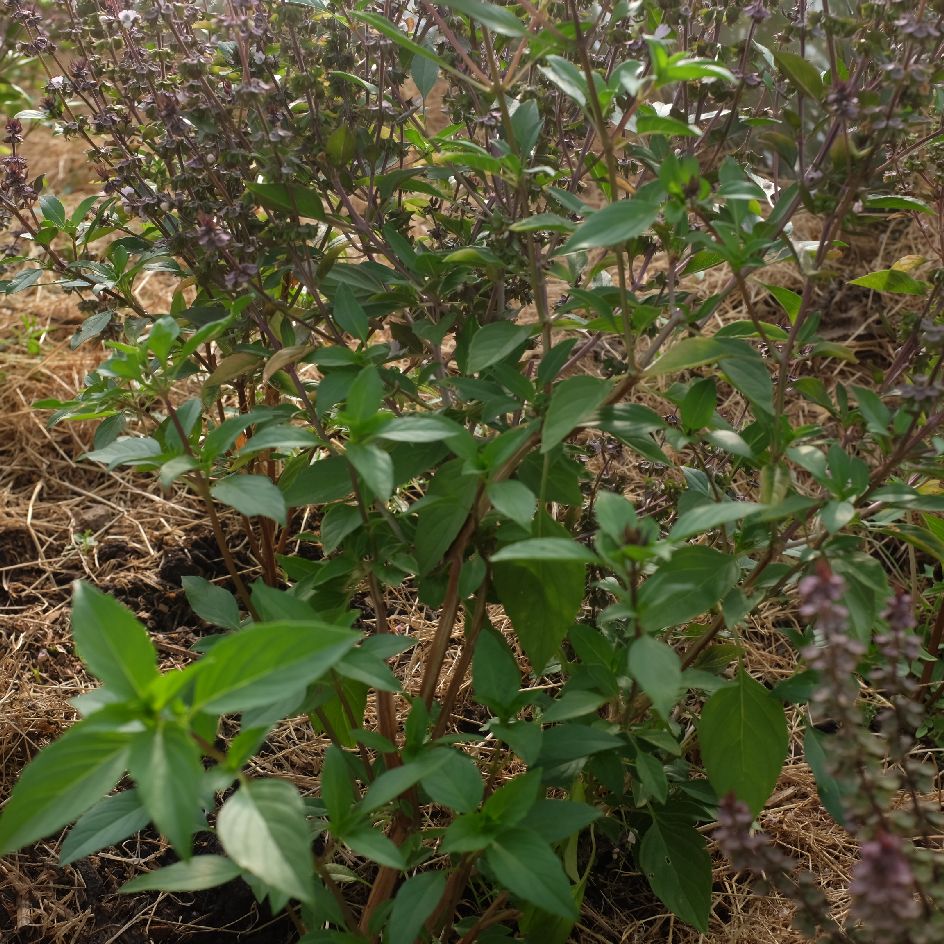 basilic-thai-siam-queen-bio-semence-la-boite-a-graines-2025 (2)_WEB Le basilic Thaï Siam Queen est très utilisé en Asie. Contraste de couleur magnifique. Les feuilles dégagent une odeur épicé de Cannelle et anis.