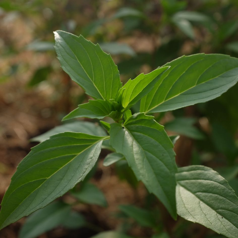 basilic-thai-siam-queen-bio-semence-la-boite-a-graines-2025 (3)_WEB Le basilic Thaï Siam Queen est très utilisé en Asie. Contraste de couleur magnifique. Les feuilles dégagent une odeur épicé de Cannelle et anis.