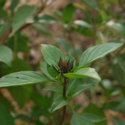 Le basilic Thaï Siam Queen est très utilisé en Asie. Contraste de couleur magnifique. Les feuilles dégagent une odeur épicé de Cannelle et anis.