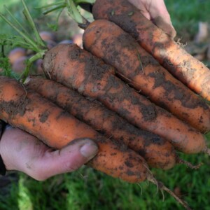 Carotte Dolciva de type Nantaise
