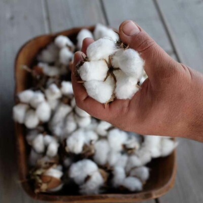 Fruits ouverts et secs du Coton Albe Red variegated. Un fruit se trouve dans une main