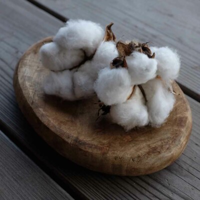 Fruits ouverts et secs du Coton Albe Red variegated