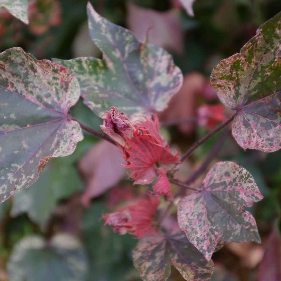 Coton Albe Red Variegated Bio