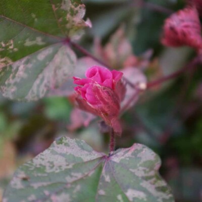Fleur rose fuschia épanouie Coton Albe Red Variegated feuilles panachés éclaboussure rose blanc