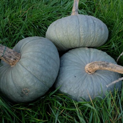 Potiron Berrettina Piacentina à peau gris-vert et forme aplatie, variété italienne à chair orange.