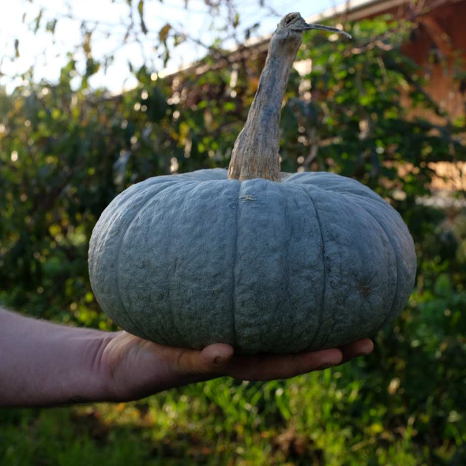 courge-Berrettina-piacentina-bio-semence-la-boite-a-graines-2025 (18)_WEB Potiron Berrettina Piacentina à peau gris-vert et forme aplatie, variété italienne à chair orange.
