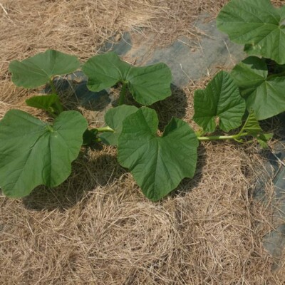 Potiron Berrettina Piacentina à peau gris-vert et forme aplatie, variété italienne à chair orange.