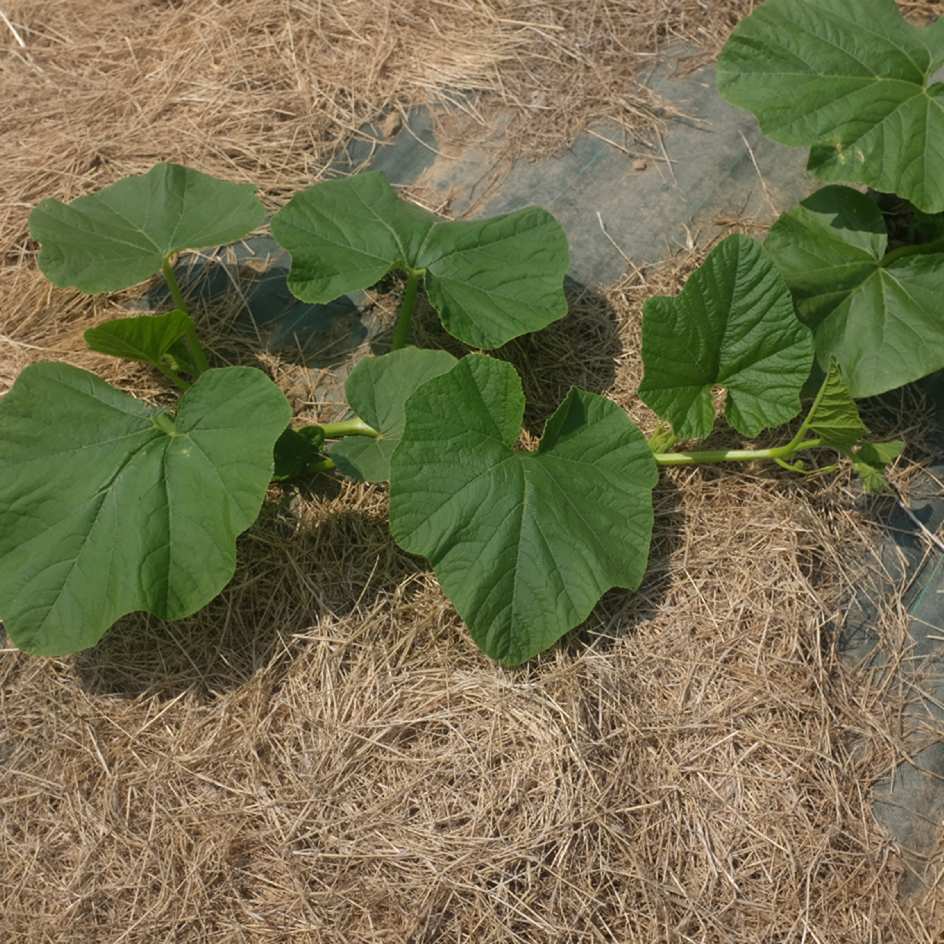 courge-Berrettina-piacentina-bio-semence-la-boite-a-graines-2025 (6)_WEB Potiron Berrettina Piacentina à peau gris-vert et forme aplatie, variété italienne à chair orange.