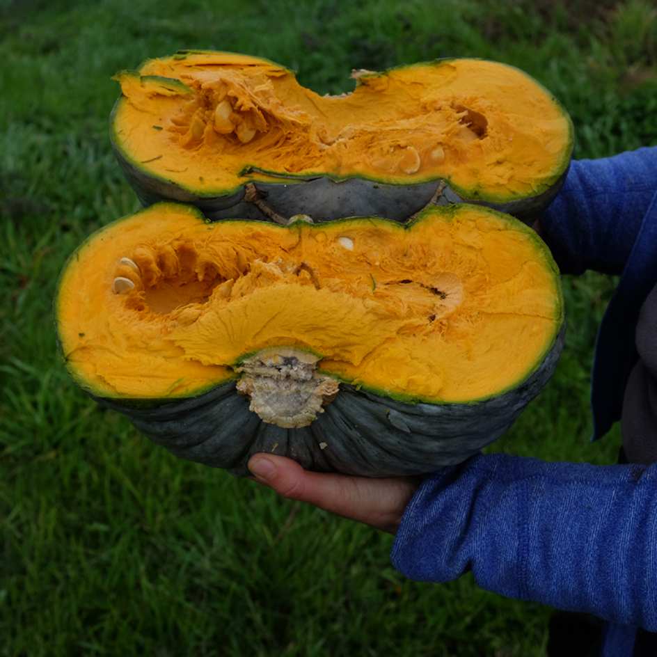 Potiron Berrettina Piacentina Bio