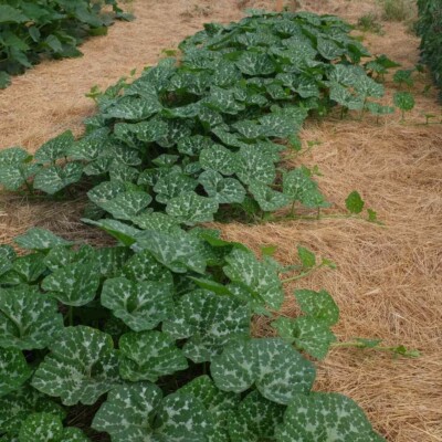 Plusieurs Plants de courge musquée Carat avec un paillage en foin. vue de loin.