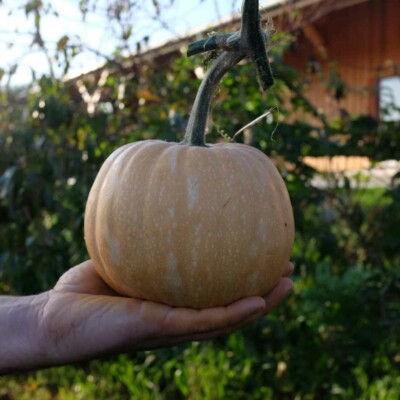 courge carat fruit dans la main. courge musquée mini provence. graines