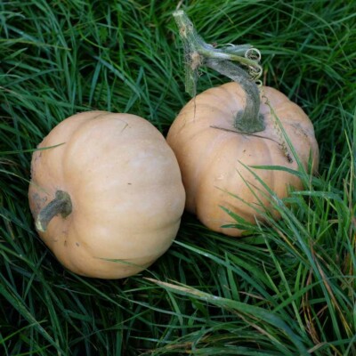 courge carat fruits posés dans l'herbe.