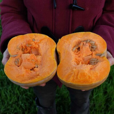 courge carat fruit coupé en deux chair orange avec graines