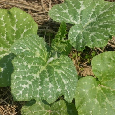 Longue de Naples : Très gros fruit pouvant peser 25 kg avec une chair orange, dense et bonne. Semences reproductibles.